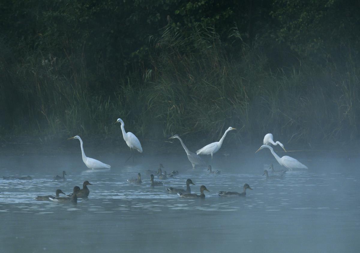 Násfayné Kőházi Mária