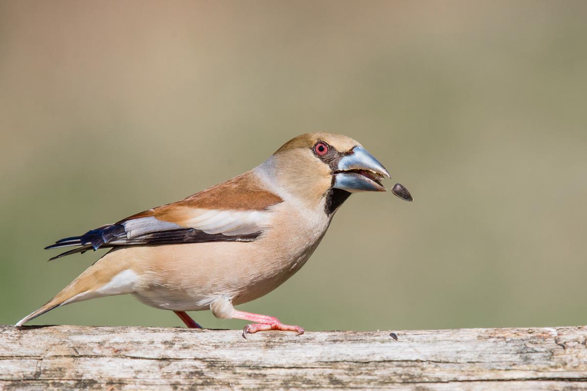 Gaál Zoltán Péter