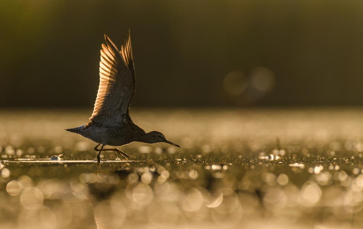 Szakolczai Krisztina