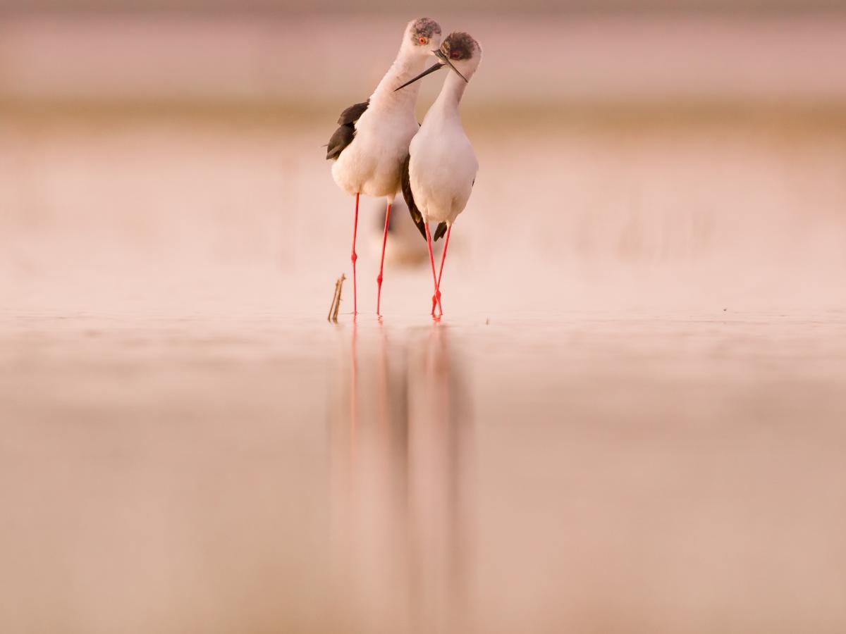 Koncz-Bisztricz Tamás