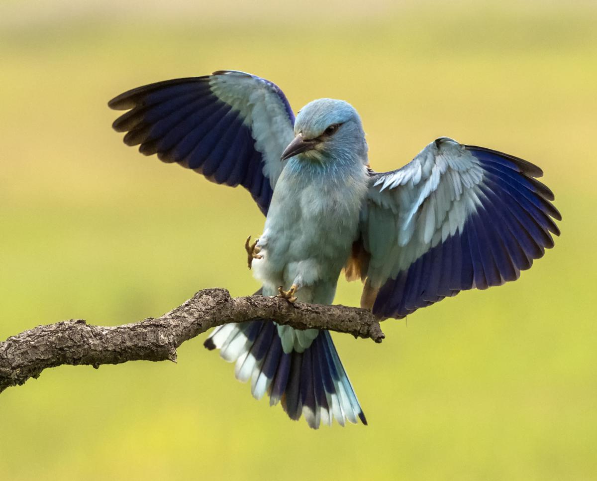 dr. Horváth Erzsébet