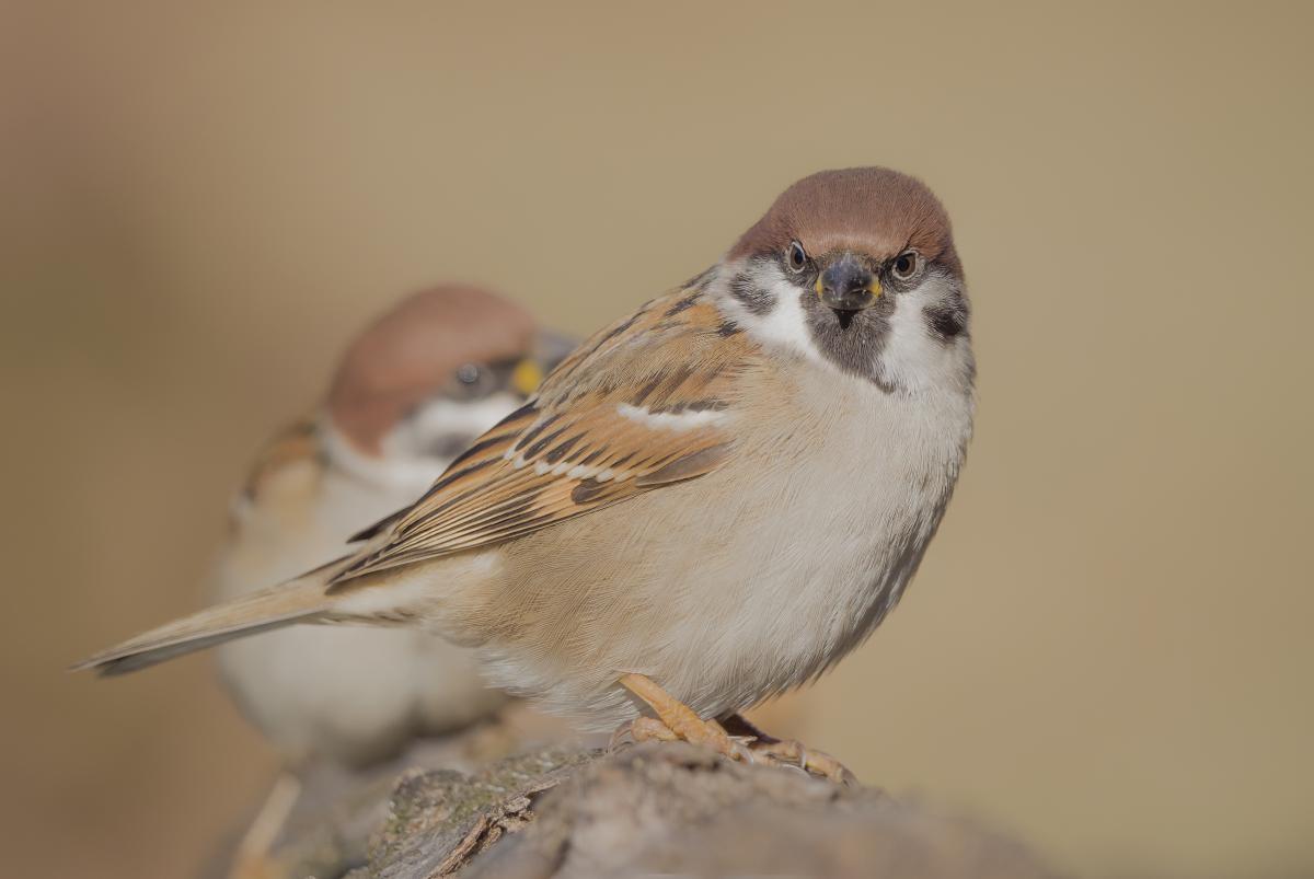 Gaál Zoltán Péter