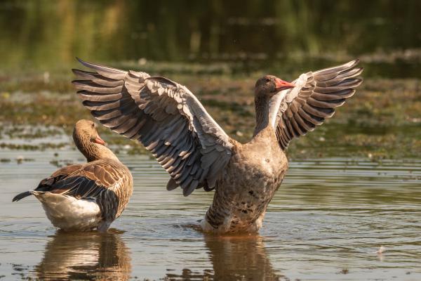 El az útból, itt vagyok!