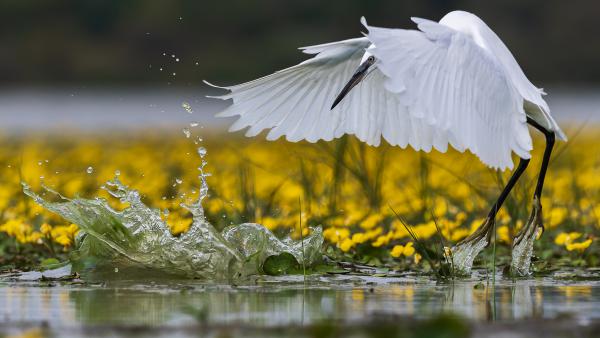 Kis kócsag, nagy csobbanás