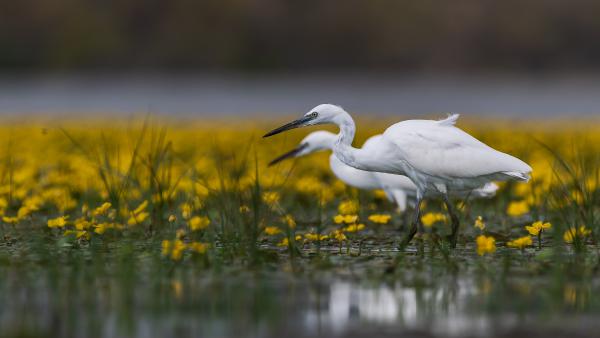 Párhuzamos valóság
