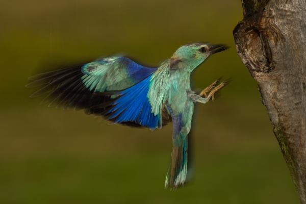 Szárnyak az esőben