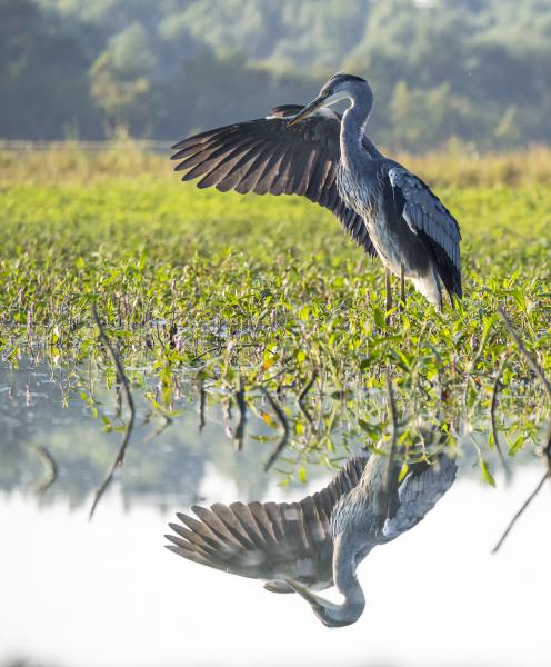 Reggeli napfürdőzés