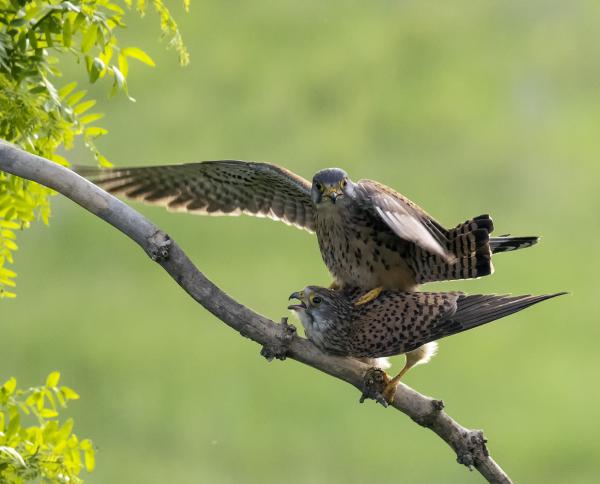 Vörös vércsék násza