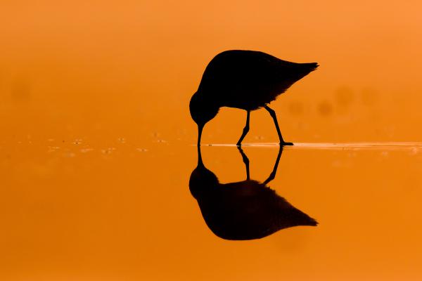 Hajnali árnyjáték