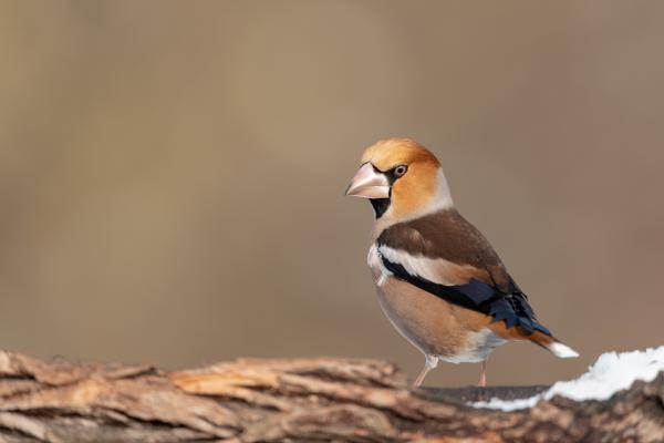 Meggyvágó tanár úr