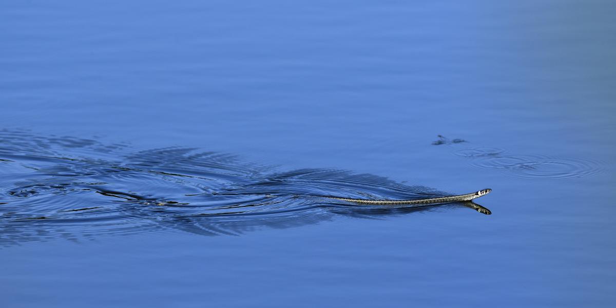 Násfayné Kőházi Mária