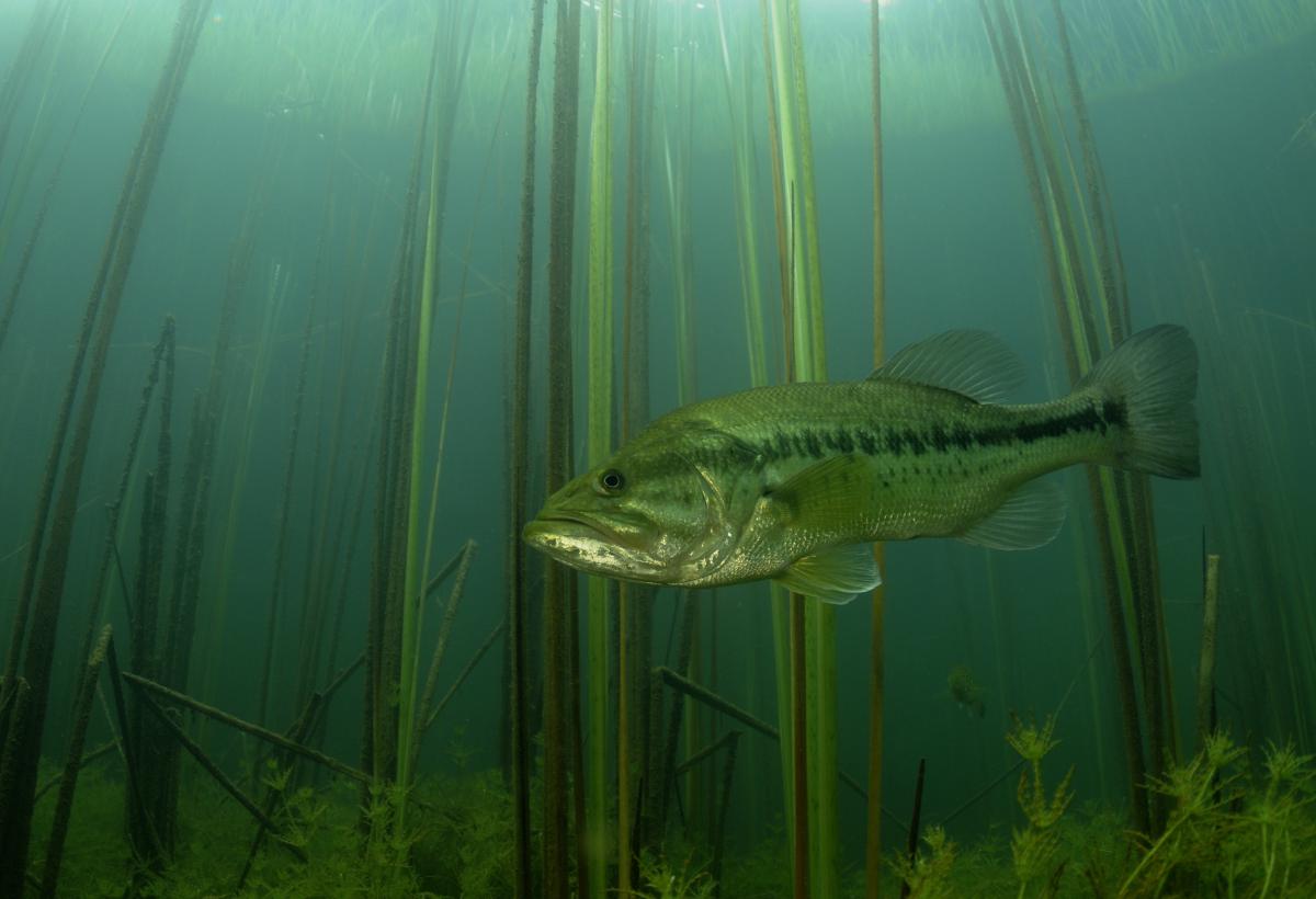 Násfayné Kőházi Mária