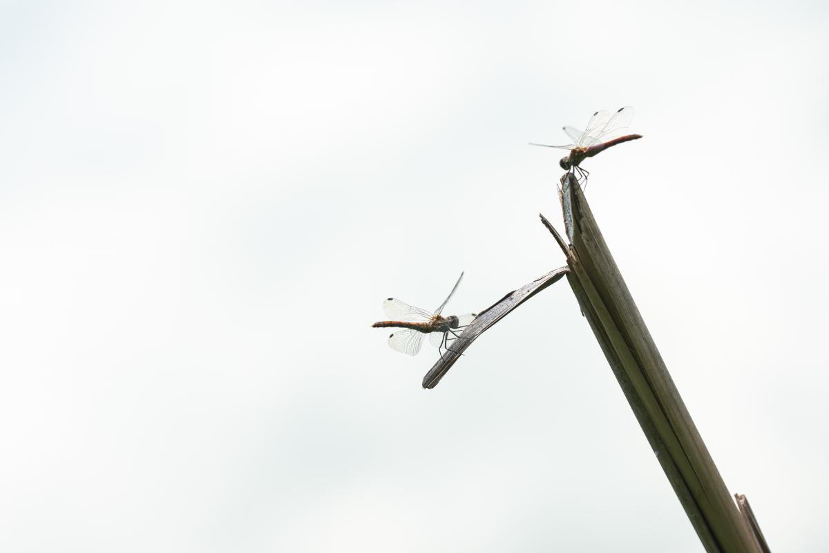 Darányiné Bakos Éva