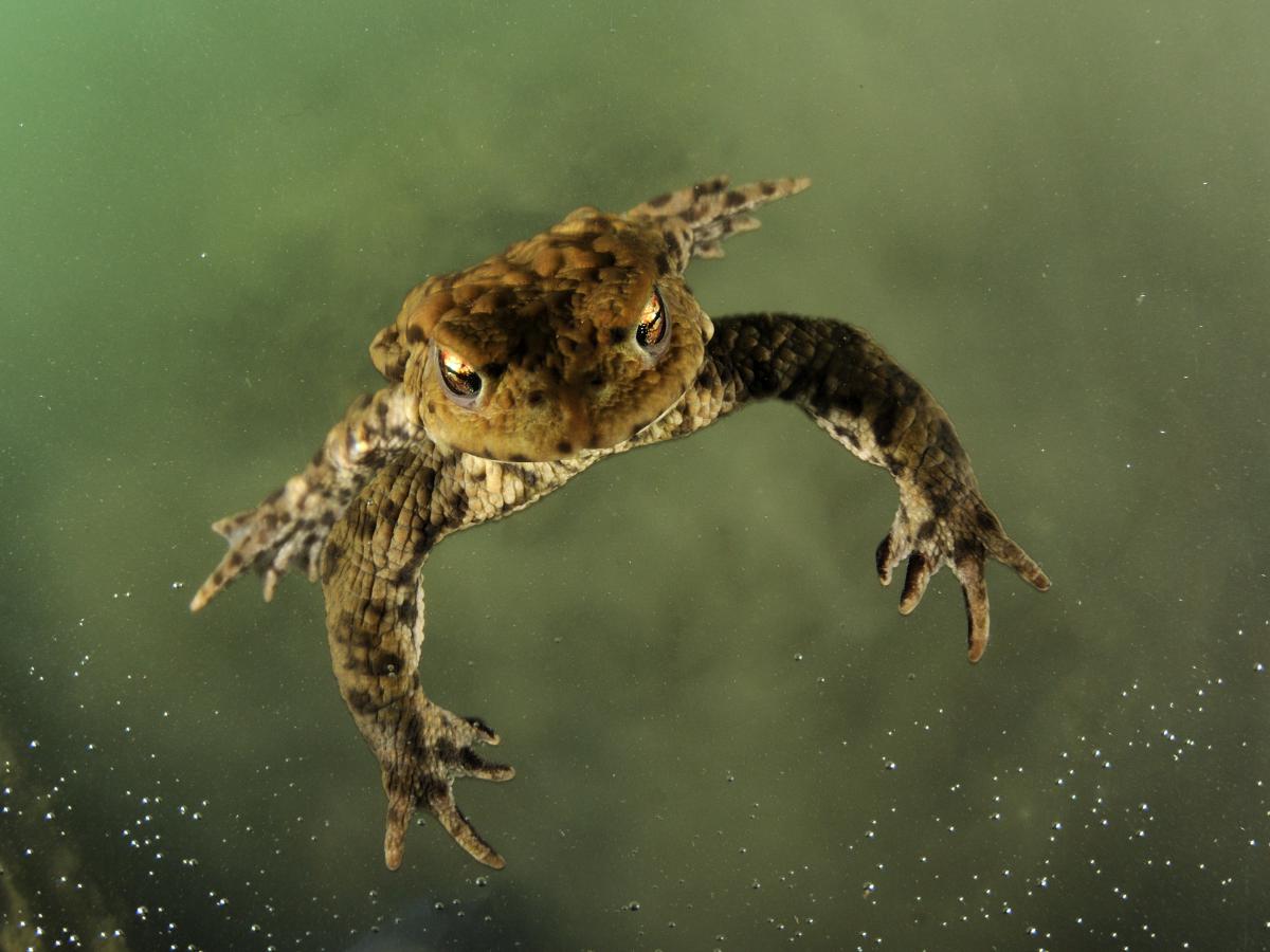 Násfayné Kőházi Mária