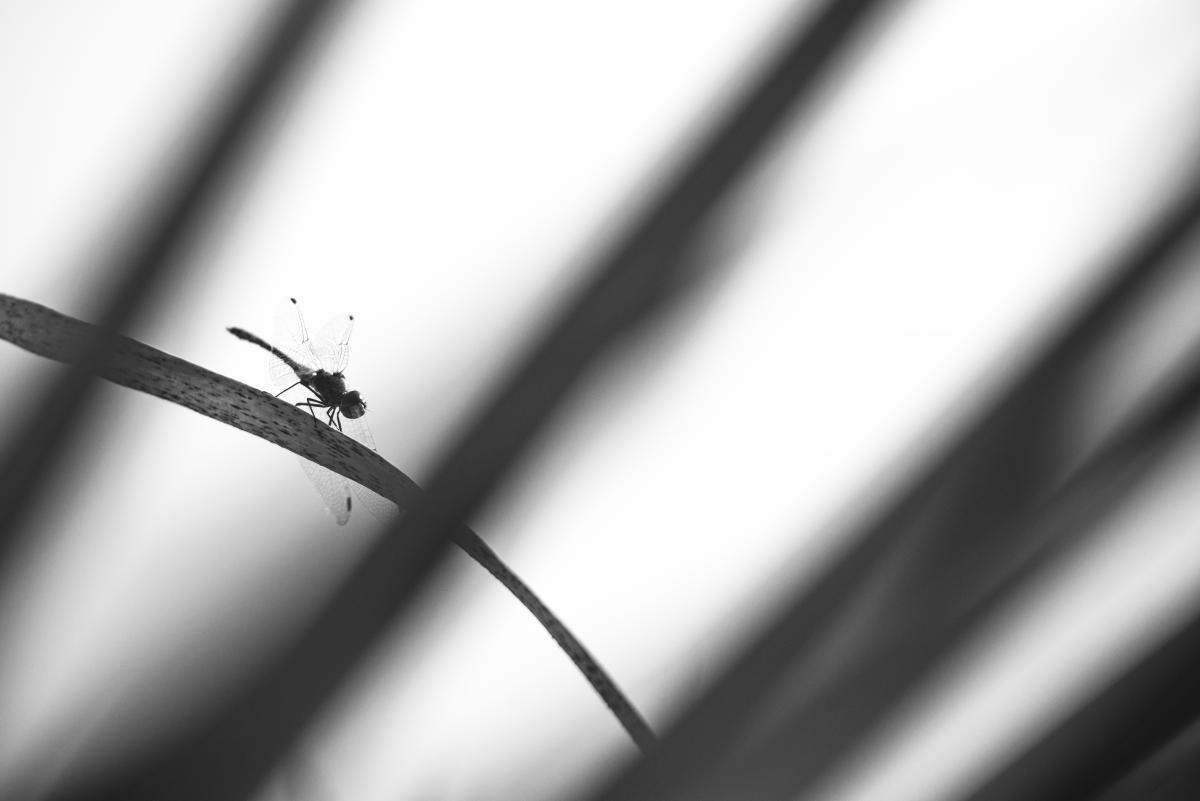 Darányiné Bakos Éva