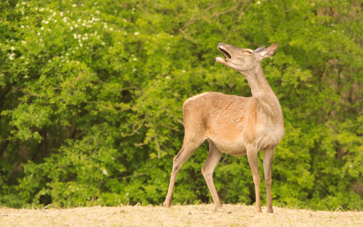 Koncz-Bisztricz Tamás