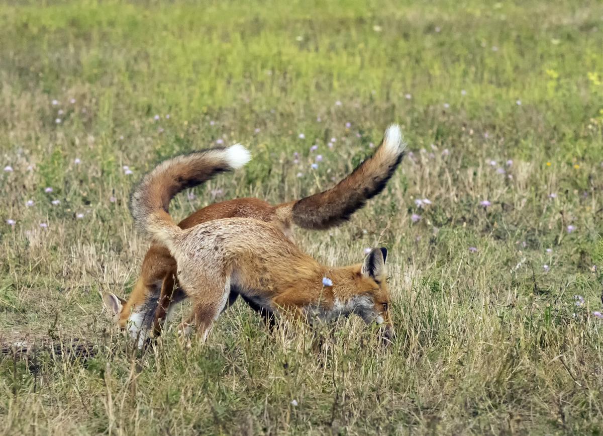 dr. Horváth Erzsébet