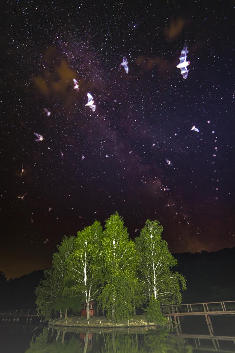 Koncz-Bisztricz Tamás