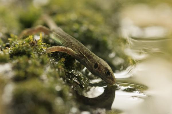 Szomjas gyerek gyík