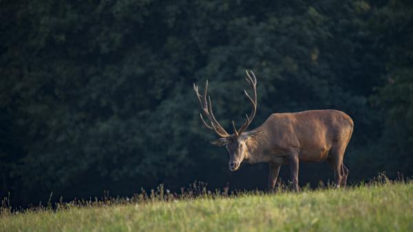 Különleges fegyverrel