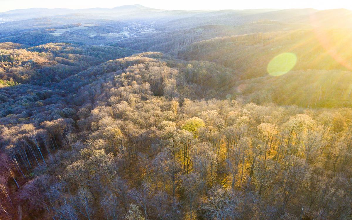 Koncz-Bisztricz Tamás