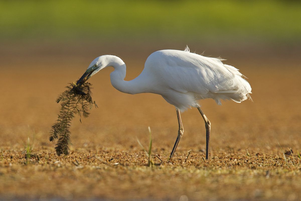 Bernáth Sándor dr. 