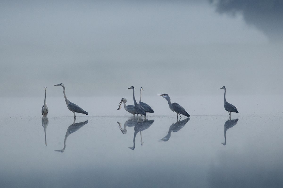 Bernáth Sándor dr.