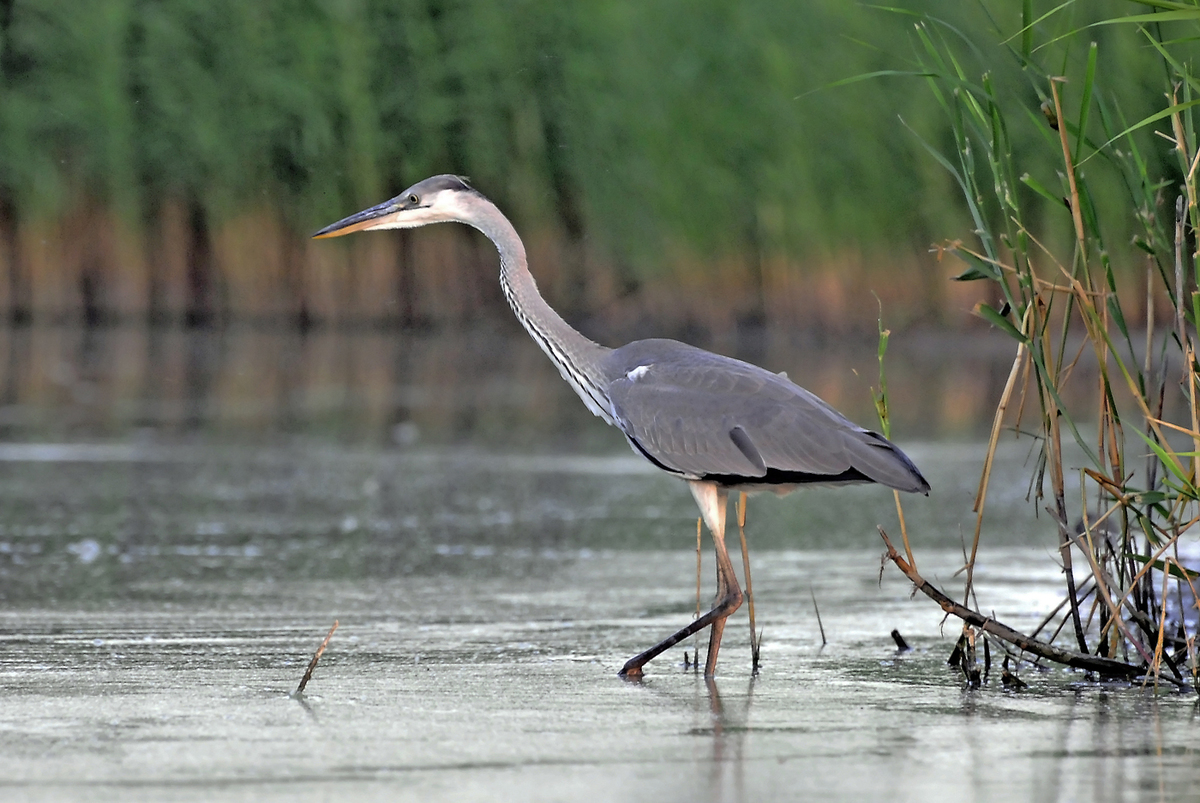 Gaál Zoltán Péter
