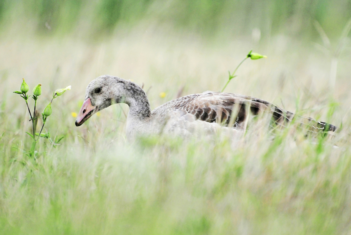 Gaál Zoltán Péter