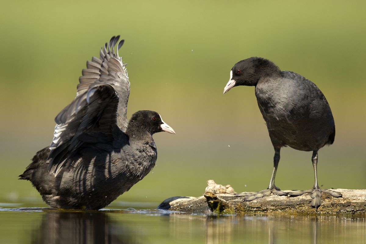 Bernáth Sándor dr. 