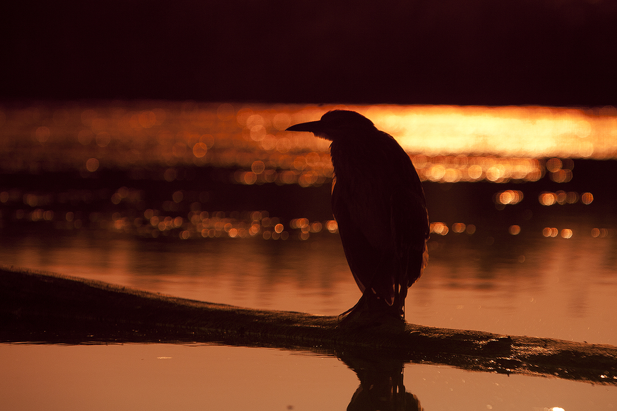 Bernáth Sándor dr.