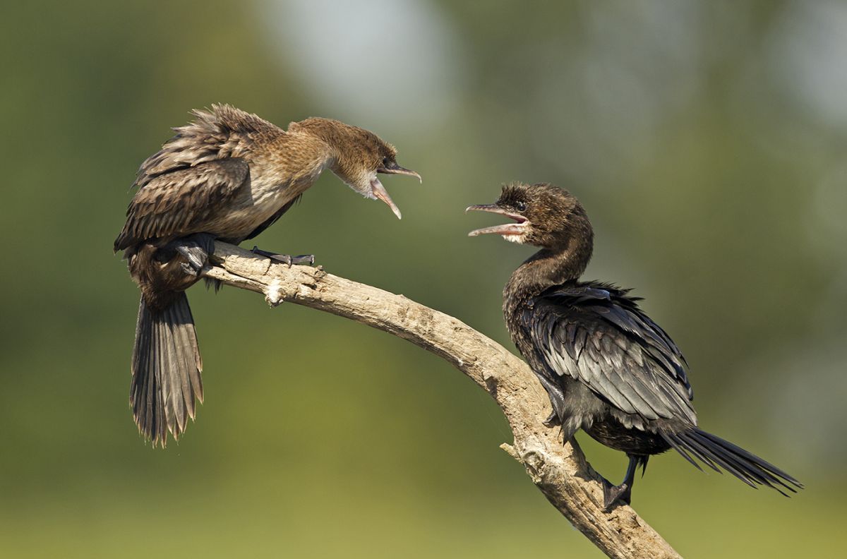 Bernáth Sándor dr. 