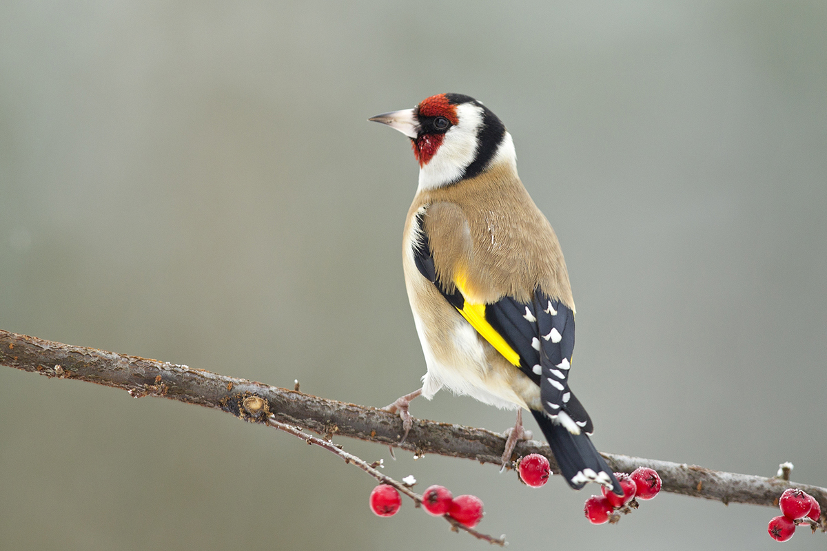 Bernáth Sándor dr. 