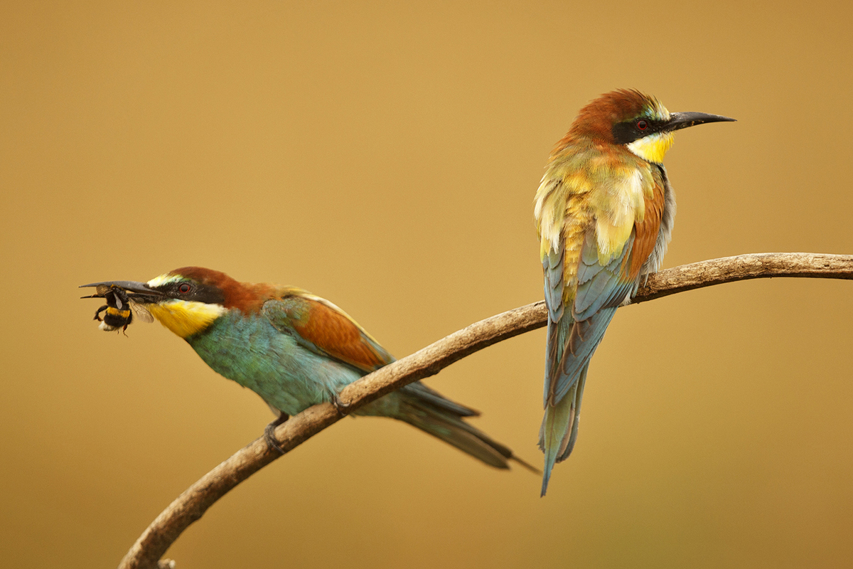 Bernáth Sándor dr. 