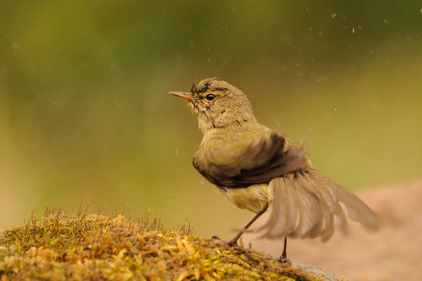 Szárítkozó füzike