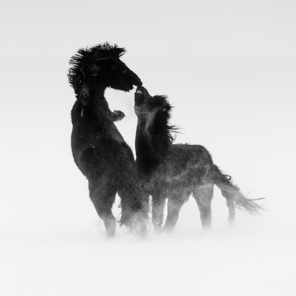 Szakolczai Krisztina