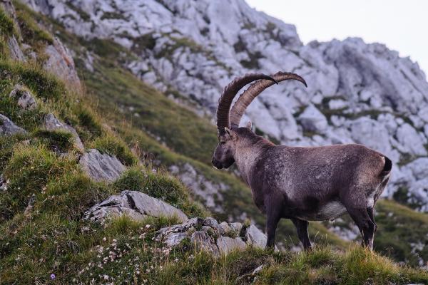 Guardian of the trail
