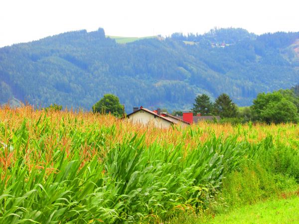 Ház a kukoricásban