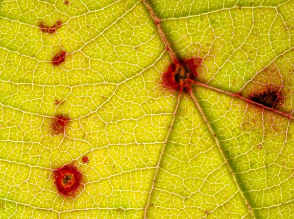 Ősz a részletekben