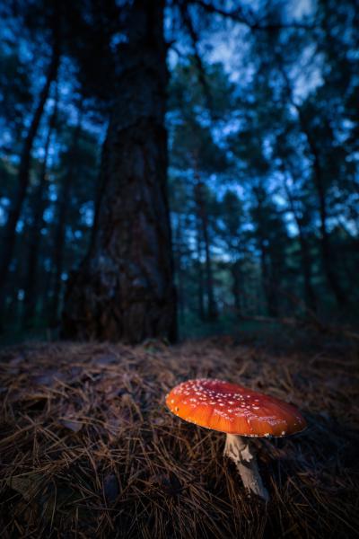 Óriások lábánál