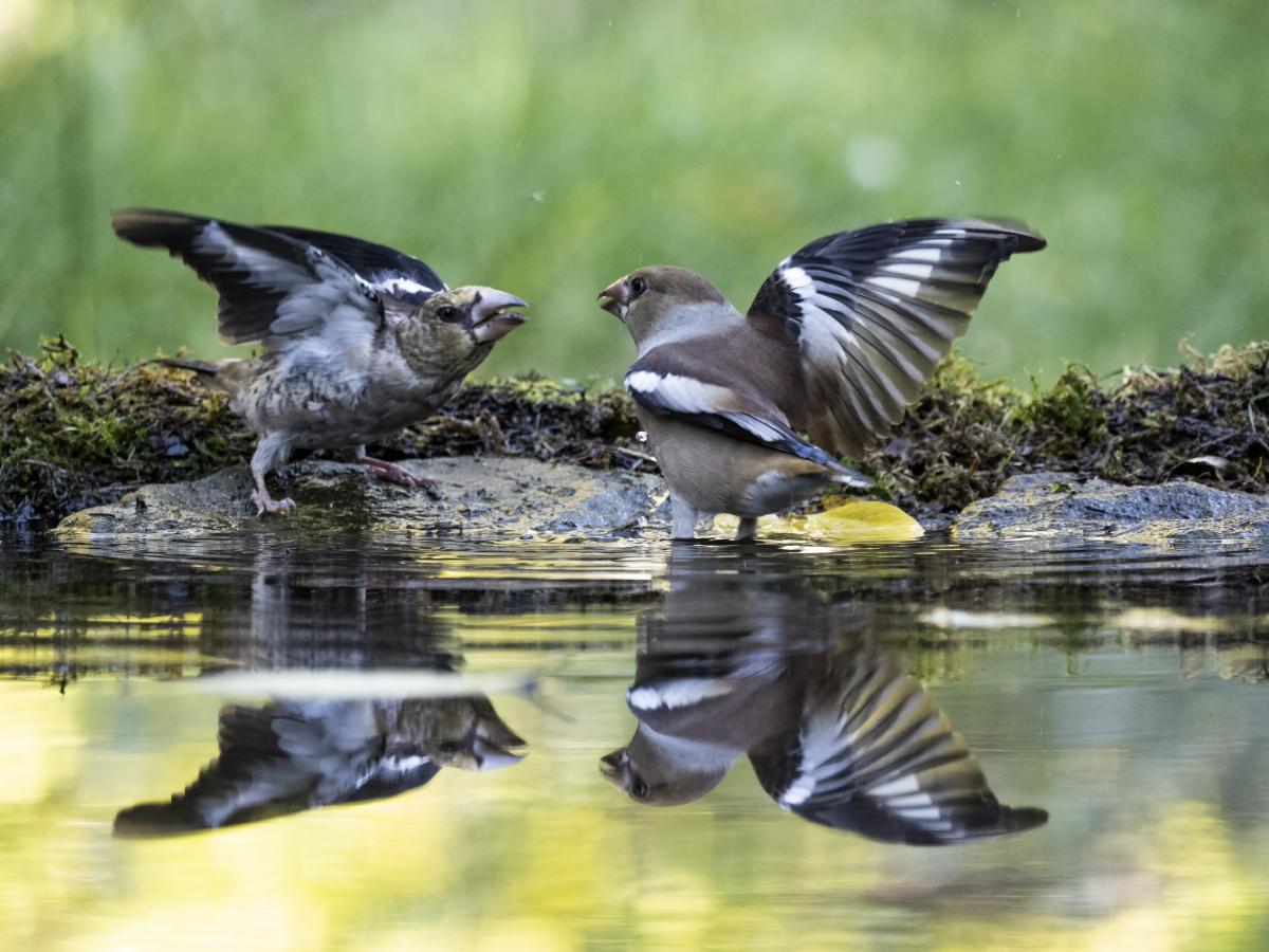 dr. Horváth Erzsébet