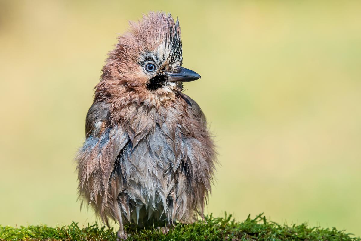 Gaál Zoltán Péter