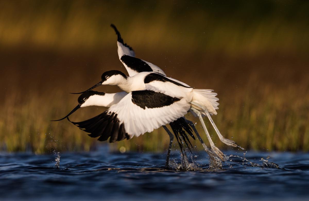 Szakolczai Krisztina
