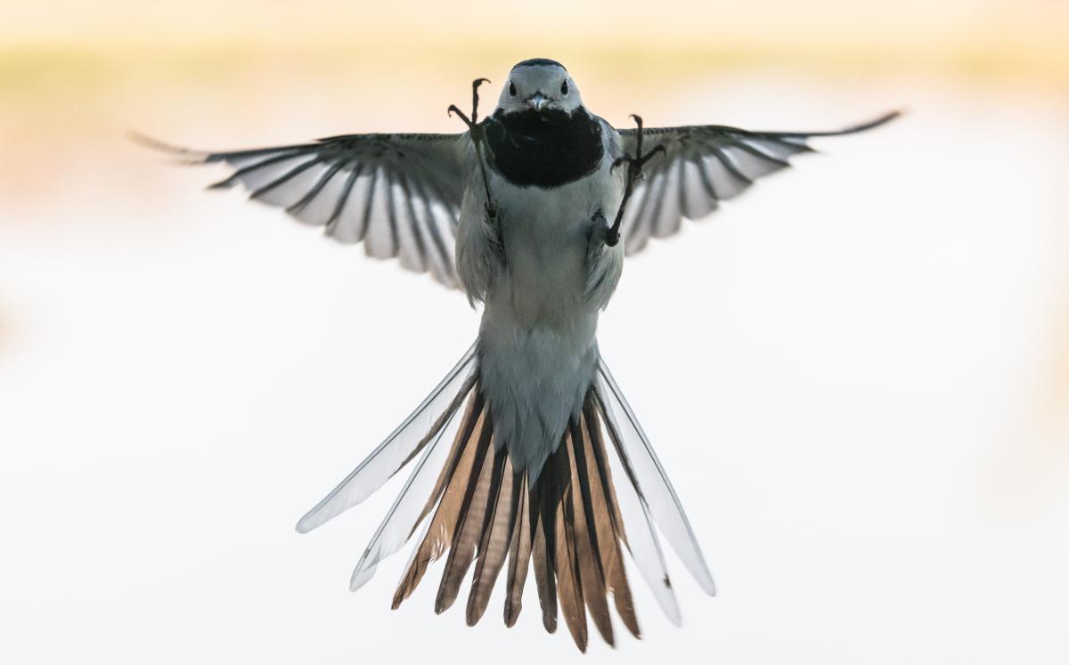 Szakolczai Krisztina