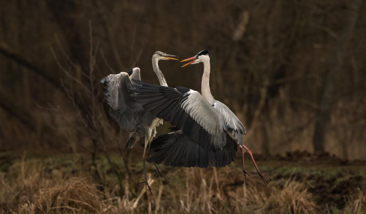 Szakolczai Krisztina