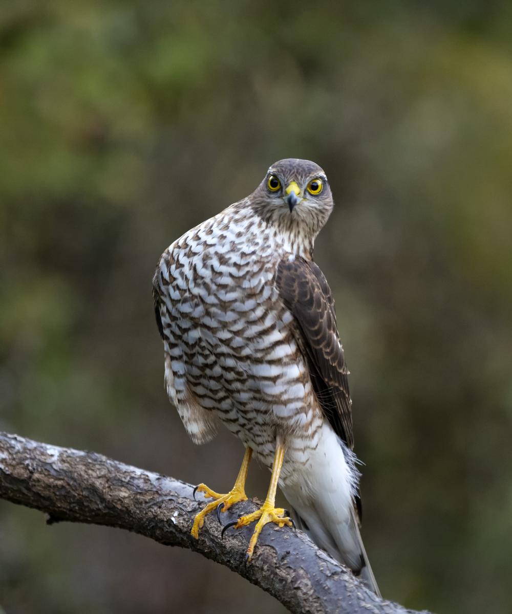 dr. Horváth Erzsébet