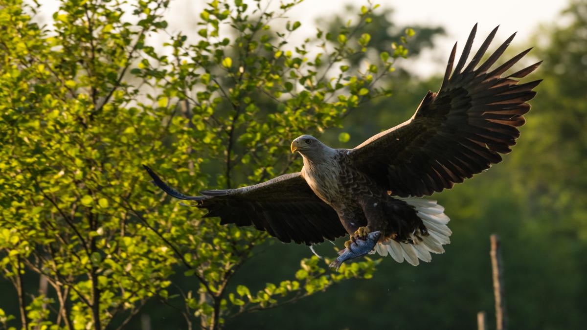 Szakolczai Krisztina