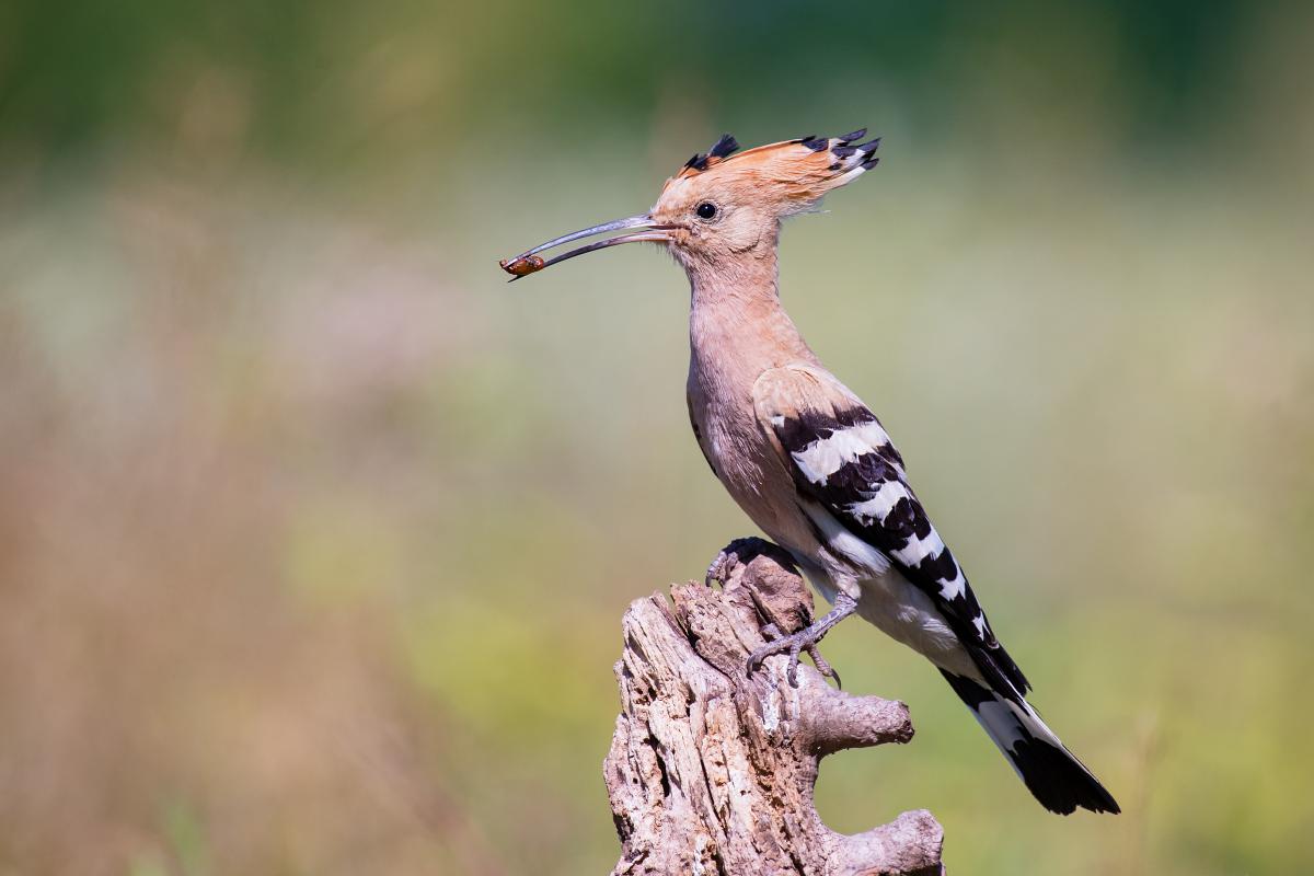 Gaál Zoltán Péter