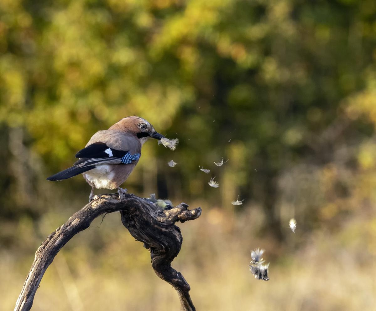 dr. Horváth Erzsébet