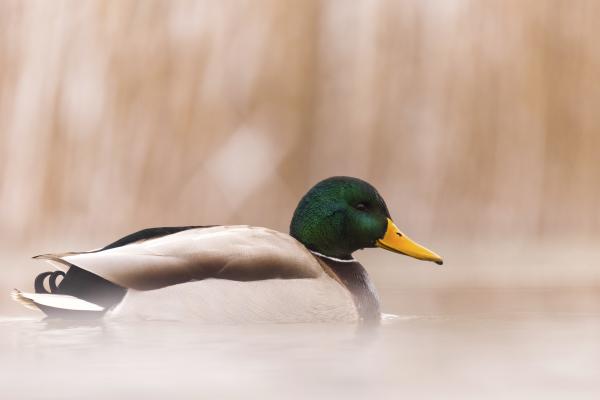 Kis kacsa fürdik.... 